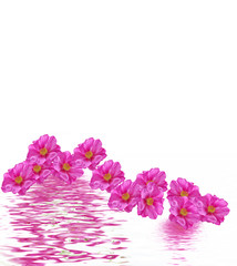  flowers rose isolated on white background.