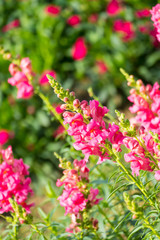 The background image of the colorful flowers