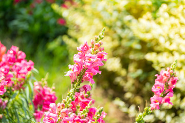Obraz premium The background image of the colorful flowers