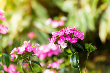 The background image of the colorful flowers