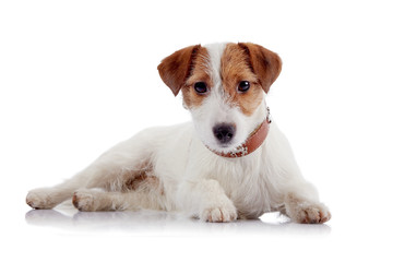 White with red a doggie of breed a Jack Russell Terrier