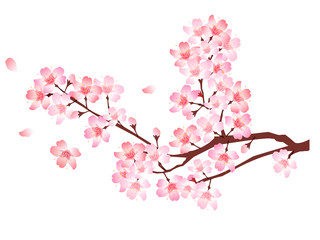 桜　春　花　アイコン
