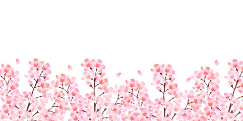 Fototapeta premium 桜 春 花 背景