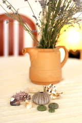 Sea urchins, seashells and lavender in the vase, on the table. Selective focus. 