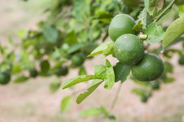 lime trees.