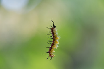 Caterpillar suspended by a web