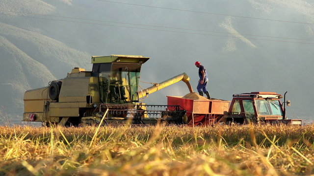 harvested corn, rice is being transferred 