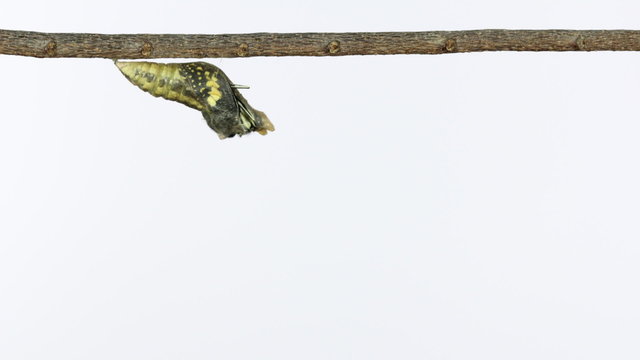 Stop motion mormon Butterfly emerging from pupa