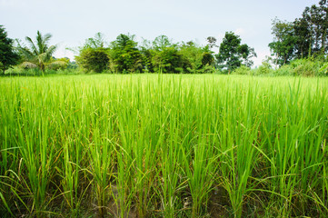 Rice field