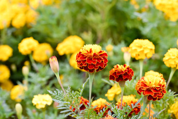 Fototapeta premium Marigold