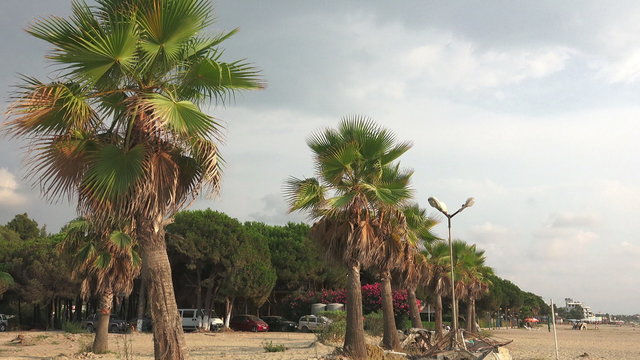 Driving through Palm Trees on Beach. 