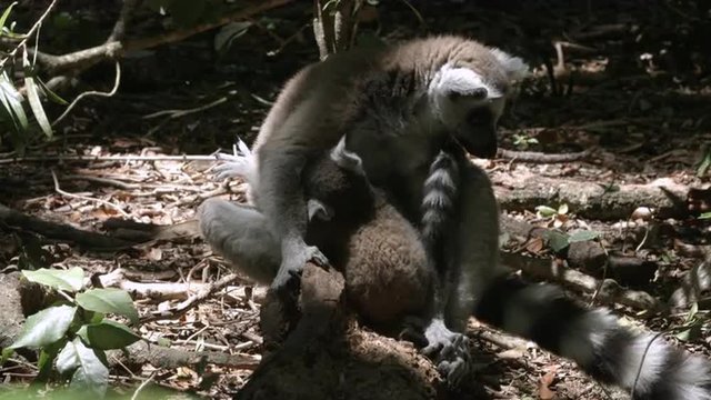 Baby Ring-tailed lemur suckling from it's mother.