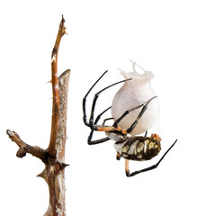 Wasp Spider (Argiope bruennichi) with cocoon