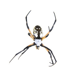 Wasp Spider (Argiope bruennichi)