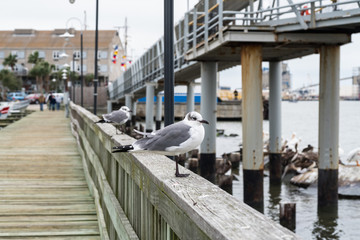 Seagulls on a wood pier.