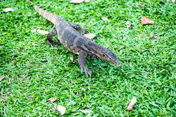 water monitor lizard (varanus salvator)