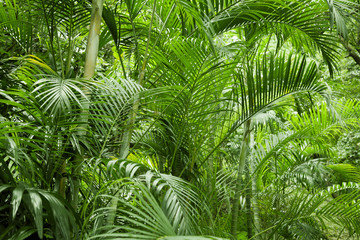 Panele Szklane Podświetlane  Bujna zielona tropikalna dżungla
