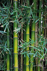 Fototapeta na wymiar Green bamboo nature backgrounds