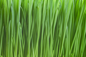 Fototapeta na wymiar Fresh green wheatgrass background