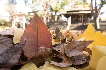 落ち葉の積もった神社の境内