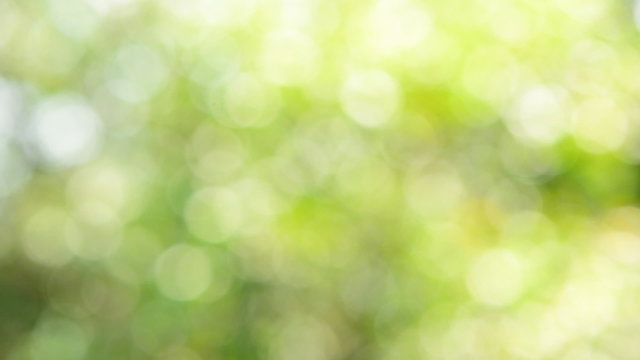 Defocused abstract nature background with leaves and bokeh lights.