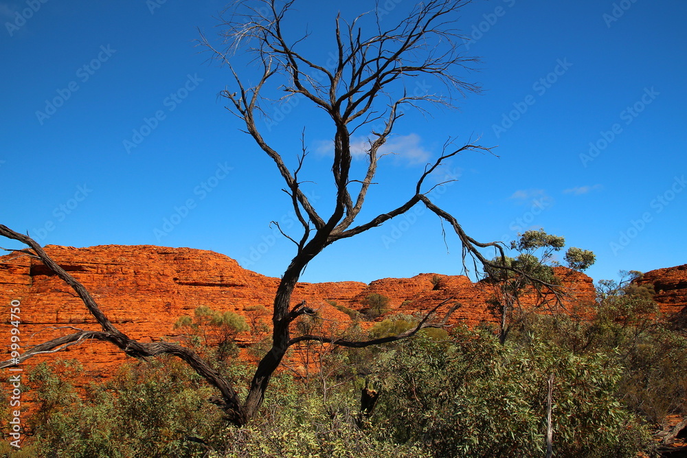 Wall mural Kings Canyon, Australia