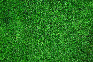 green grass background