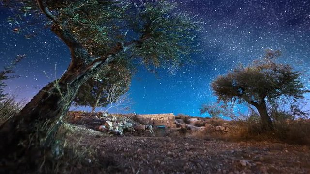 Astro time-lapse with olive trees in Bethlehem, Israel