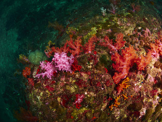 Fototapeta premium diver wtih reef caral