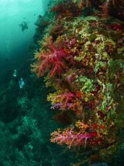 Plakat diver wtih reef caral