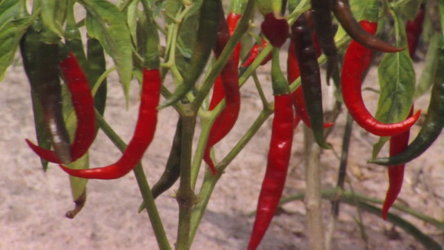 Royalty Free Stock Footage of Chili pepper plant ready to harvest in Africa.