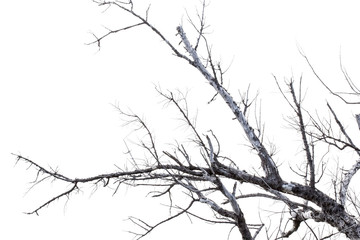 branches sèches, fond blanc