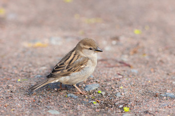 sparrow on ground