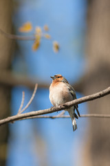 chaffinch sitting on a tree branch