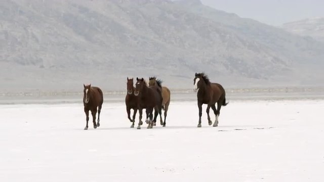 Panning view of horses running on salt flats.