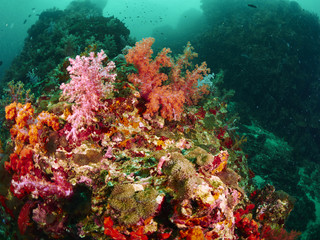 Plakat coral reef and reef fish