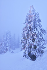 Christmas tree with lights in snowy mountain  forest