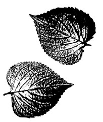 아름다운 잎맥의 판화기법