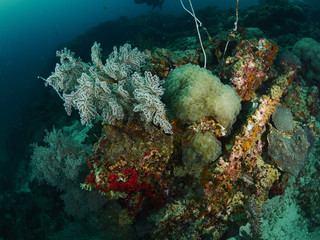 Fototapeta na wymiar Bubble coral and soft cora
