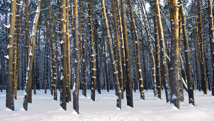 Зима в сосновом лесу