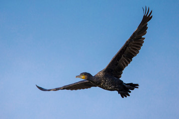 Great Cormorant (Phalacrocorax carbo) in flight