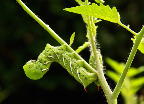 Two Tomato /Tobacco Hornworms Cling to a tomato plant...devouring leaves while they hang upside down on the stems.
