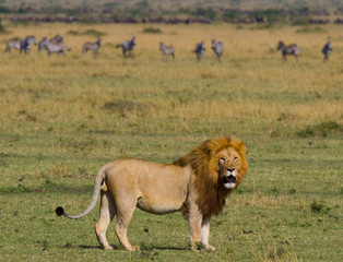 Big male lion standing in the savanna. National Park. Kenya. Tanzania. Maasai Mara. Serengeti. An excellent illustration.