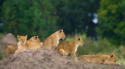Naklejka na ściany i meble Group of young lions on the hill. National Park. Kenya. Tanzania. Masai Mara. Serengeti. An excellent illustration.