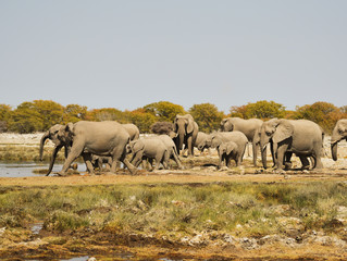 Obraz na płótnie Canvas Elefantenherde in der Savanne vom Etosha Nationalpark