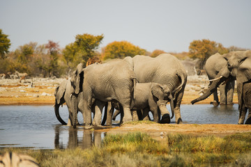 Elefantenherde in der Savanne vom Etosha Nationalpark