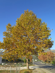 Naklejka premium Autumn Leaves on Maple Tree