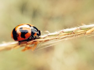 Ladybug on grass