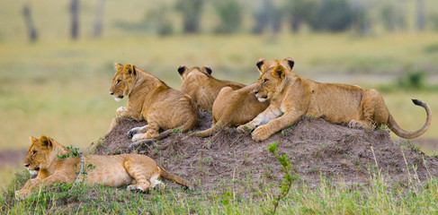 Naklejka premium Group of young lions on the hill. National Park. Kenya. Tanzania. Masai Mara. Serengeti. An excellent illustration.