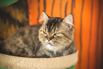 Obraz premium sleepnig cat